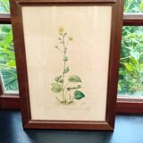 Botanical plate