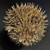 Cabinet of Curiosities naturalized fish diodon holocanthus on base