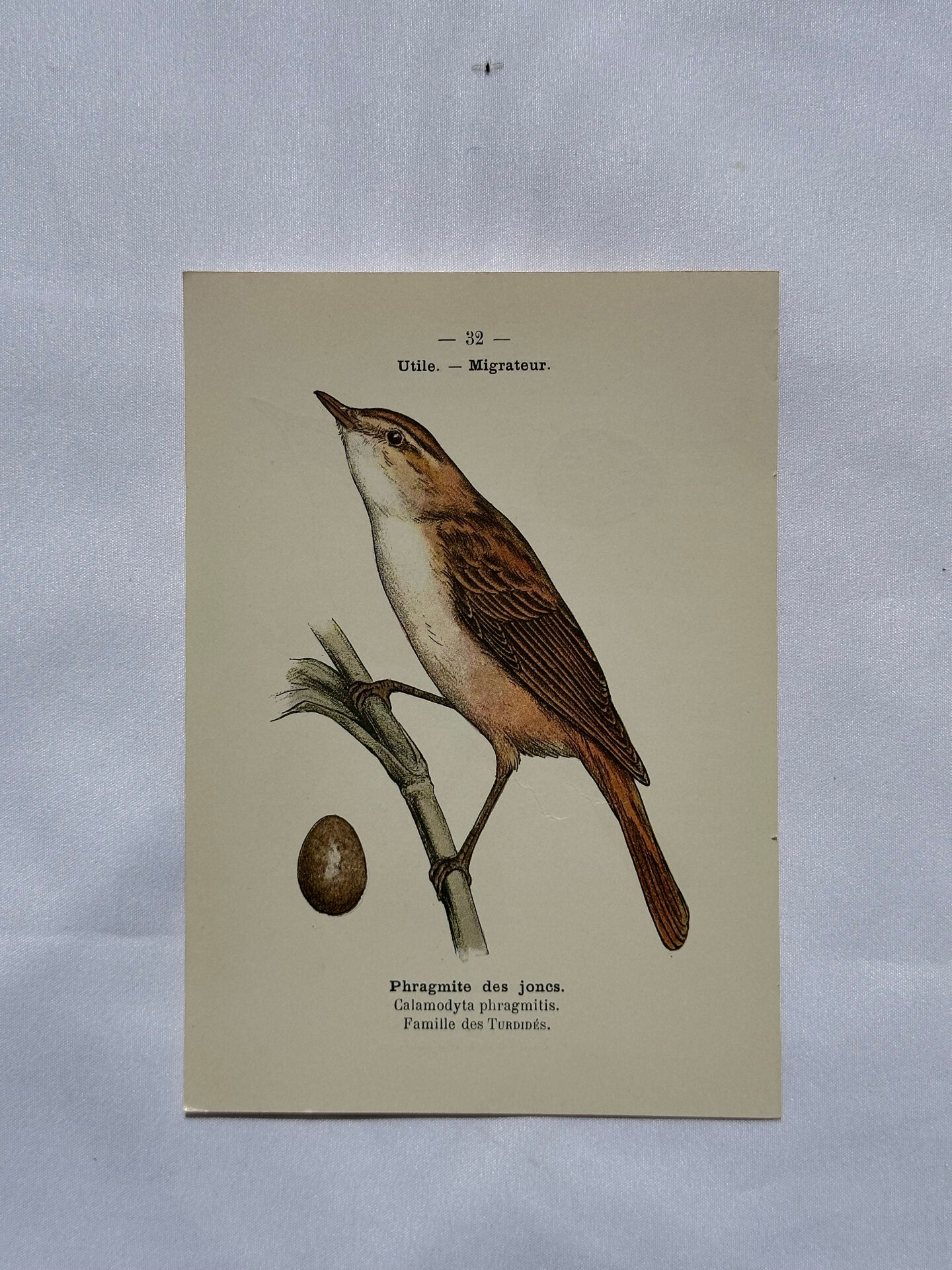 Planche Botanique Gravure oiseaux naturaliste  19eme recto verso  A