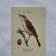 Planche Botanique Gravure oiseaux naturaliste  19eme recto verso  A