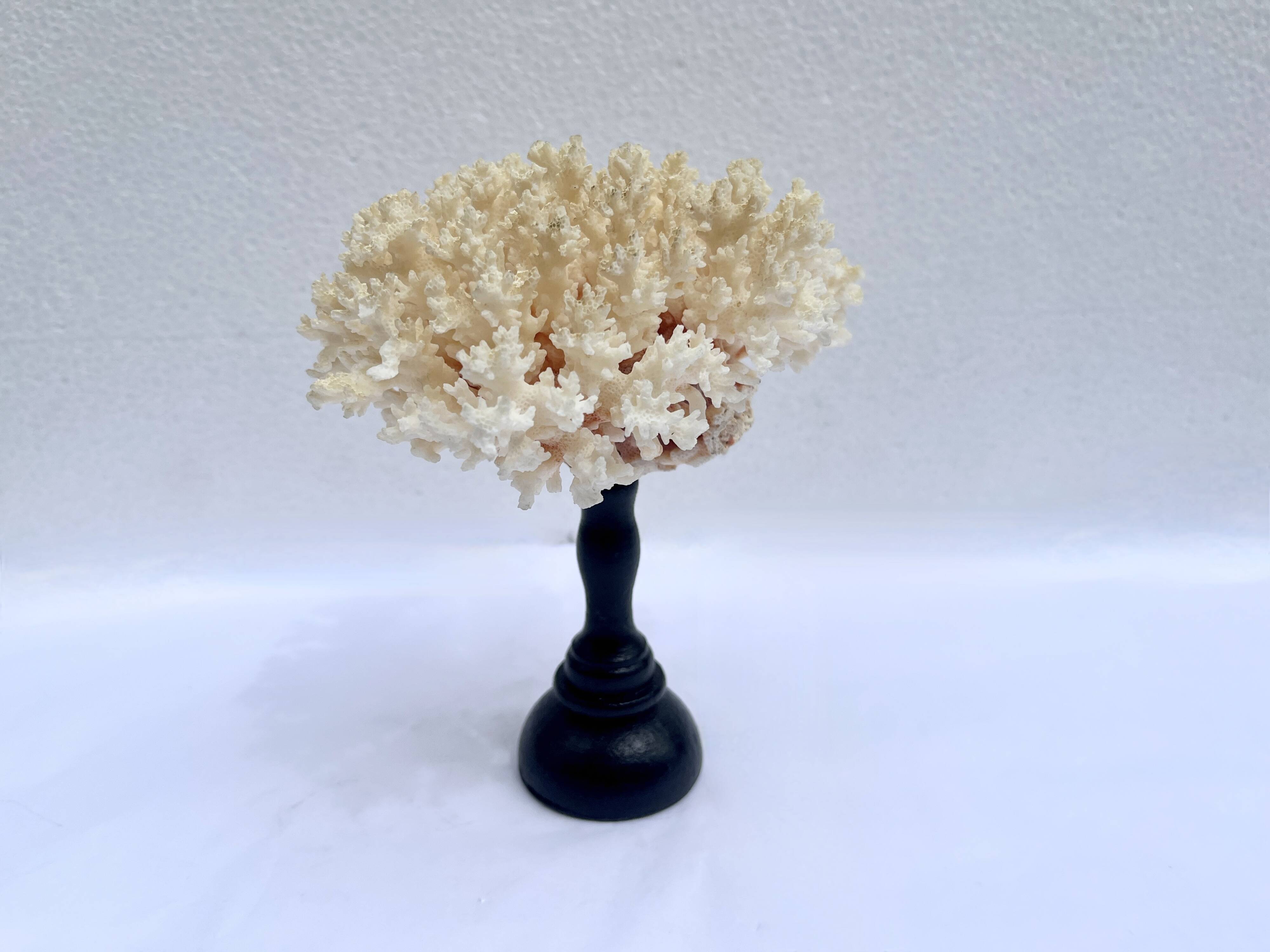 Corail blanc naturel ancien sur socle en bois tourné napoléon iii xixe cabinet de curiosités