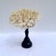 Corail blanc naturel ancien sur socle en bois tourné napoléon iii xixe cabinet de curiosités