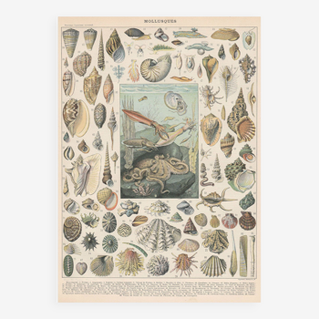 Planche lithographie les mollusques et coquillages de la mer 1900