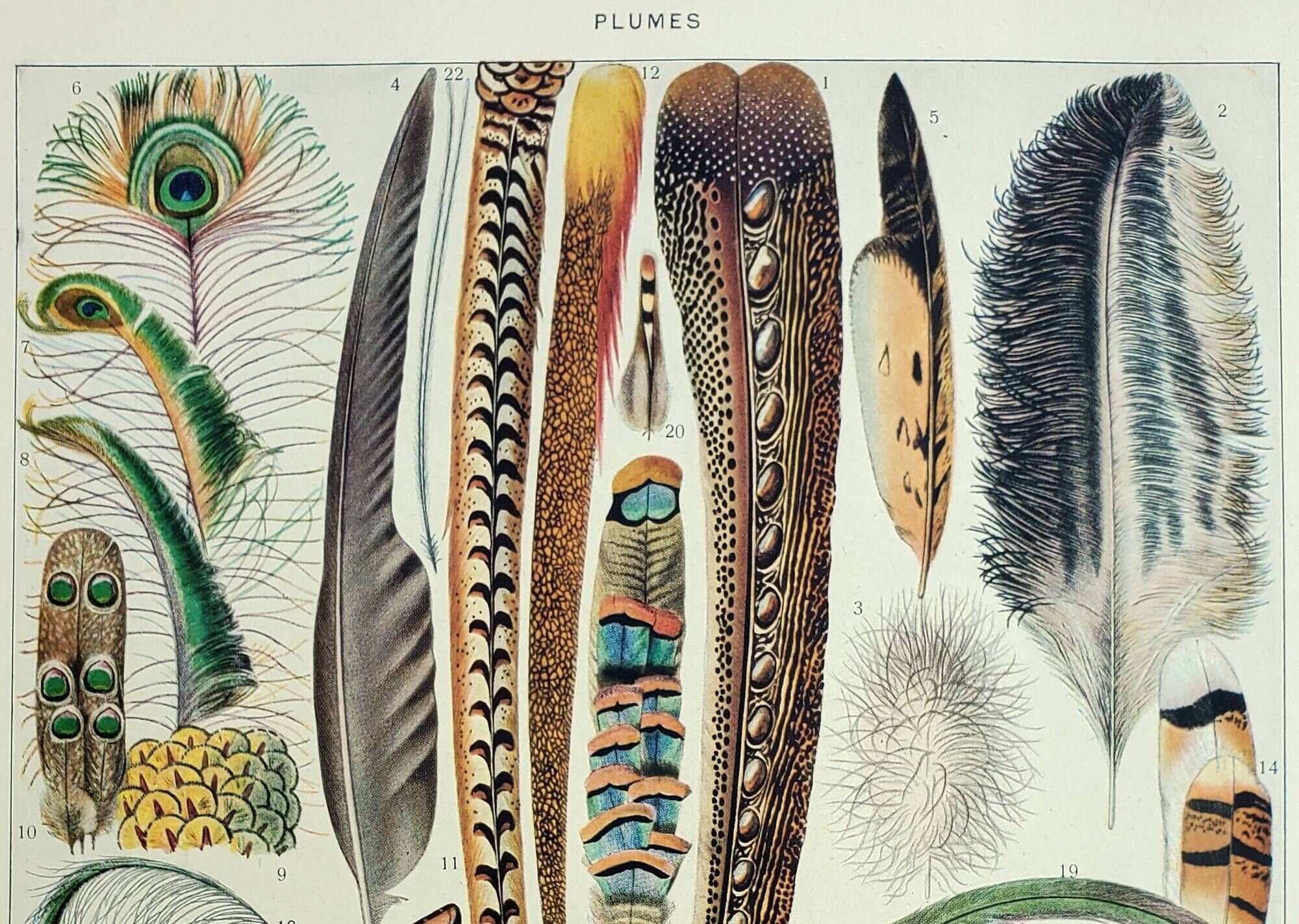Old engraving 1928, Feathers, birds, wings, bird of paradise • Lithograph, Original plate
