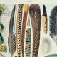 Old engraving 1928, Feathers, birds, wings, bird of paradise • Lithograph, Original plate