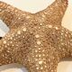 XXL Vintage Natural Starfish on Marble Base Cabinet of Curiosities