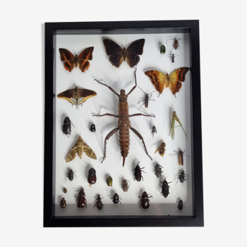 Tableau d'insectes naturalisés, collection d'entomologiste ancienne