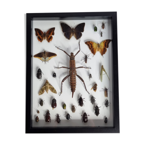 Tableau d'insectes naturalisés, - collection