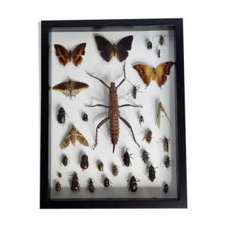 Painting of naturalized insects, collection of ancient entomologist