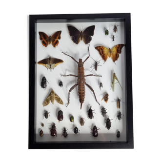 Tableau d'insectes naturalisés, collection d'entomologiste ancienne