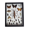 Painting of naturalized insects, collection of ancient entomologist