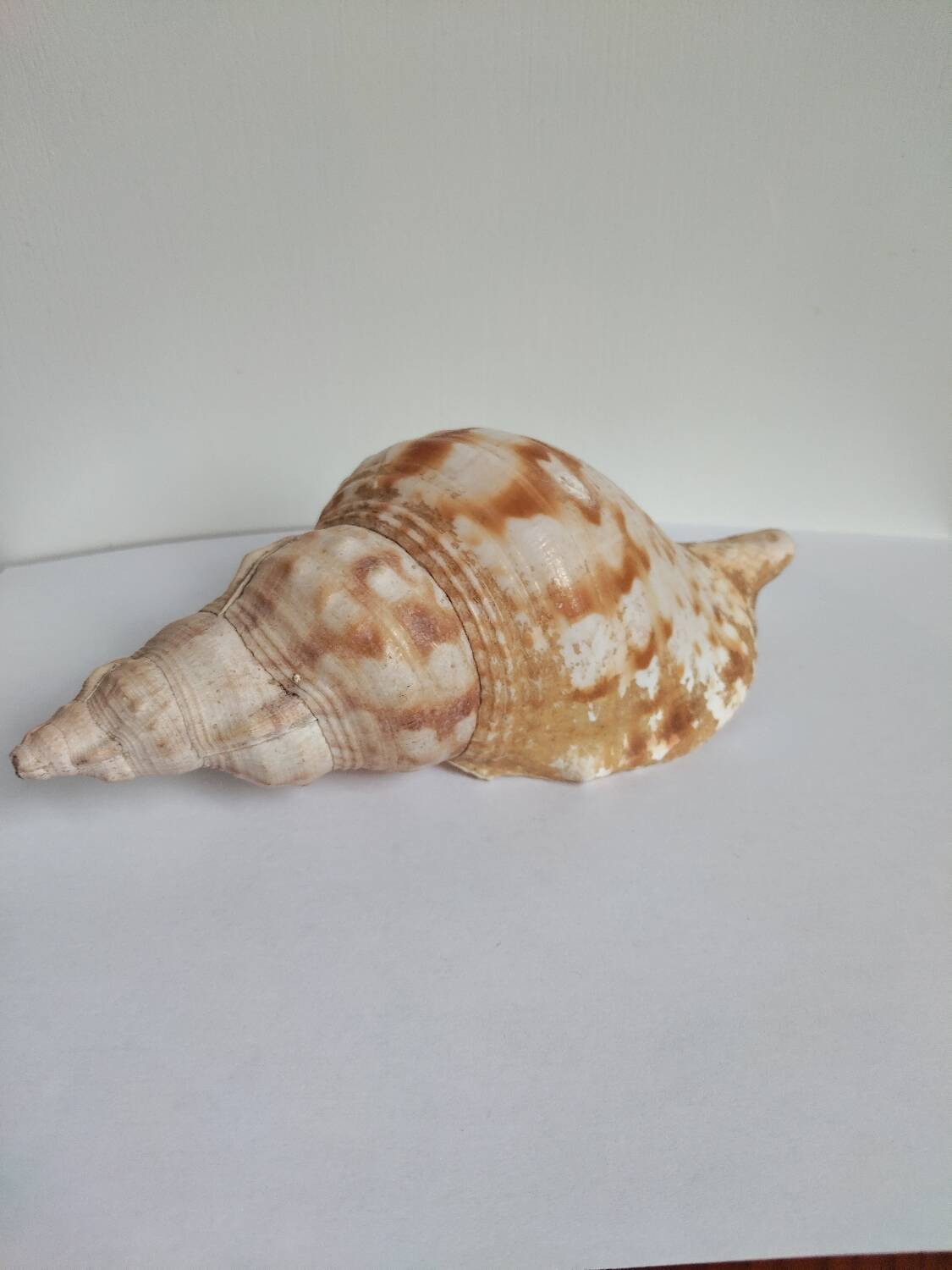 Rose des sables et coquillages marins