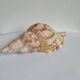 Rose des sables et coquillages marins