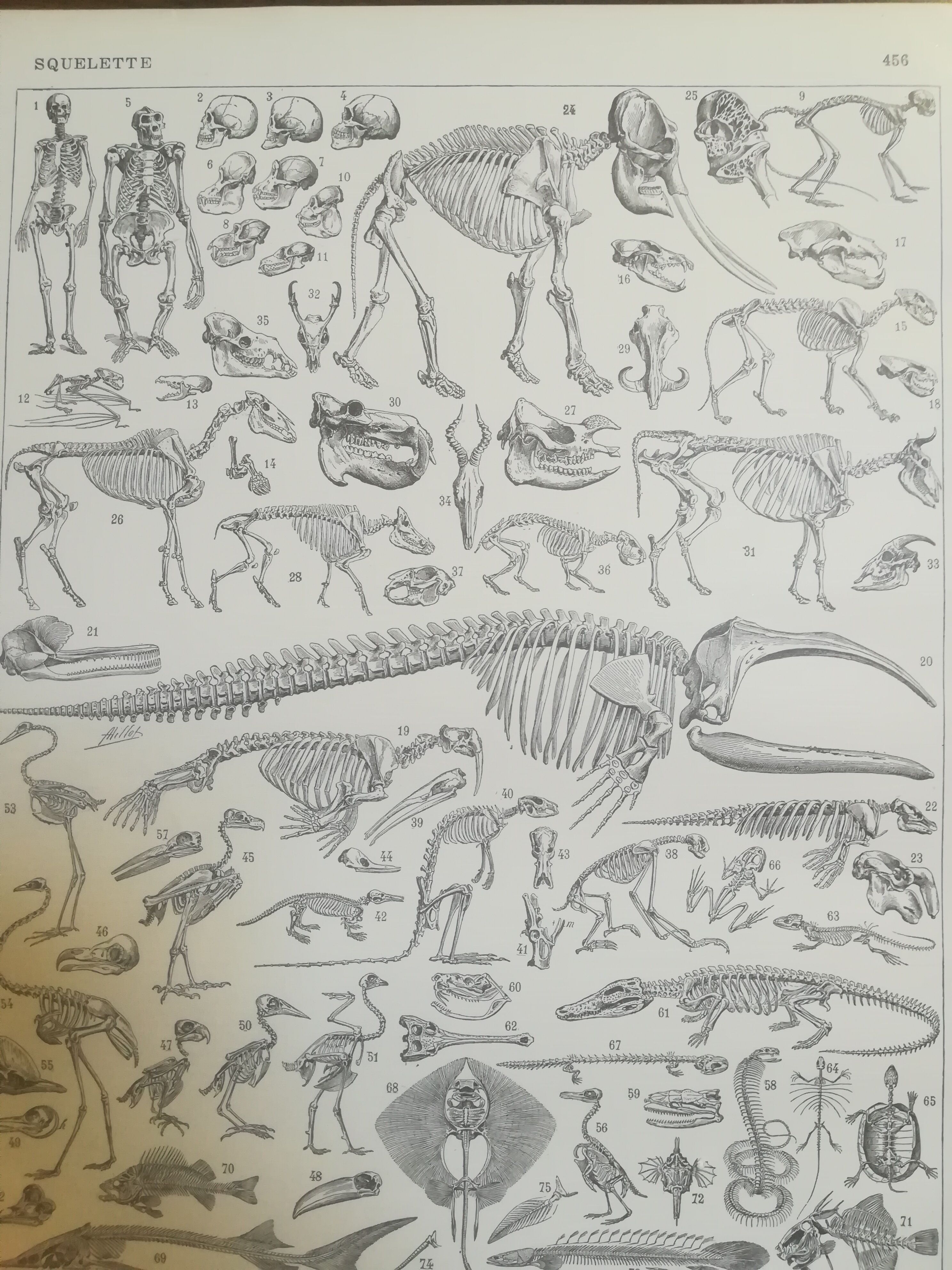 Lithographie sur les squelettes de 1928