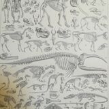 Lithographie sur les squelettes de 1928
