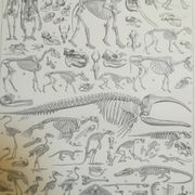 Lithographie sur les squelettes de 1928