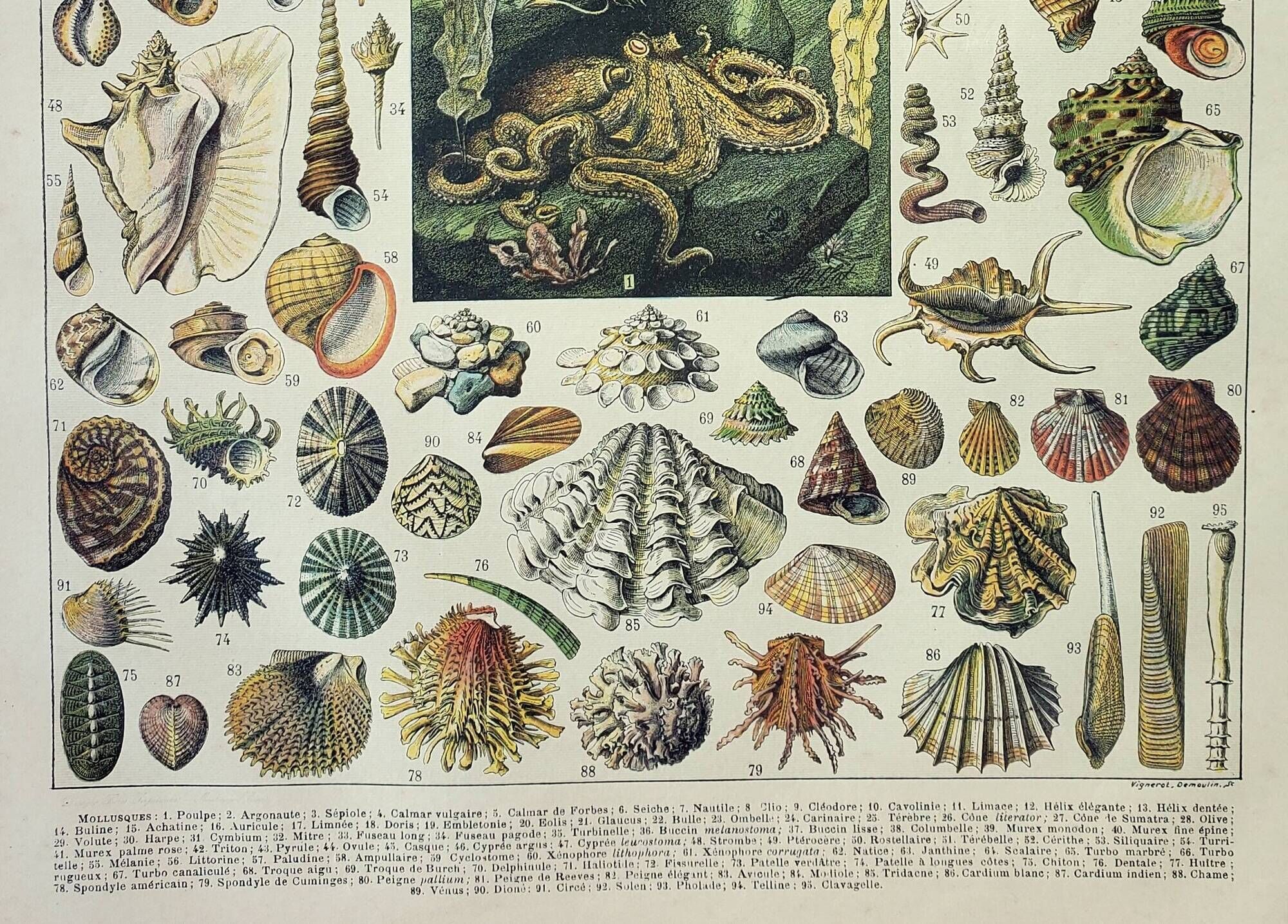 Old engraving 1898, Mollusk, shell, fish • Lithograph, original illustration