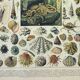 Old engraving 1898, Mollusk, shell, fish • Lithograph, original illustration