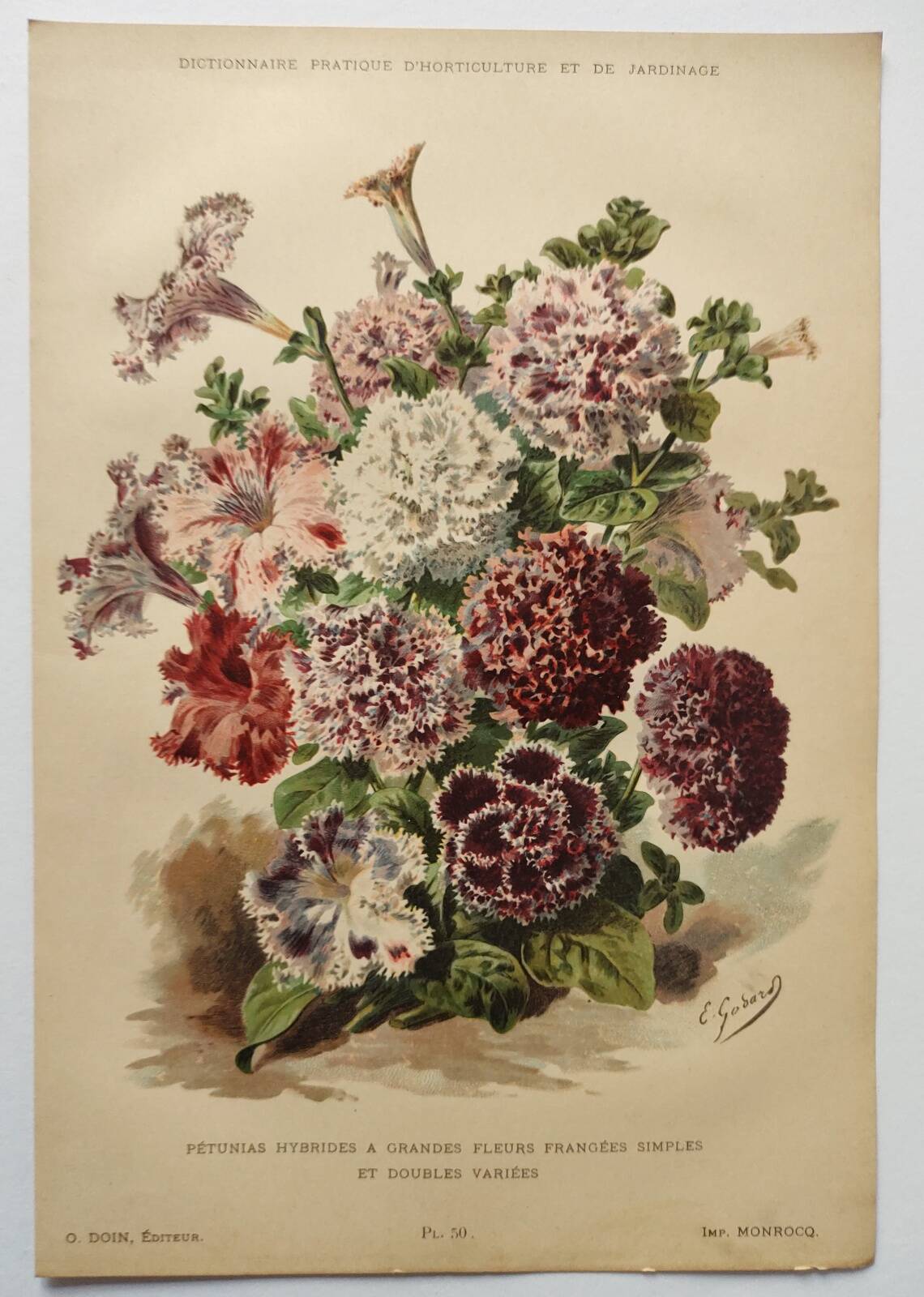 Botanical engraving from 1897 - Hybrid Petunias - Original flower plate