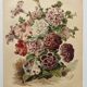 Botanical engraving from 1897 - Hybrid Petunias - Original flower plate