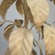 Lustre style florentin feuilles de tabac années 70