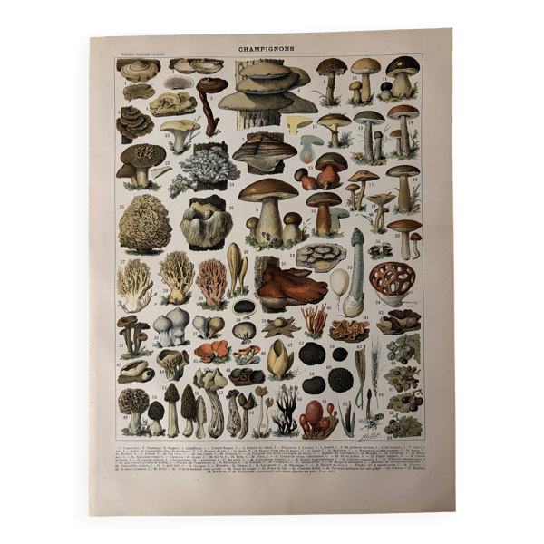 Lithographie sur les champignons (Lenzite flasque) - 1900 — Beyit
