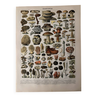 Lithographie sur les champignons (Lenzite flasque) - 1900