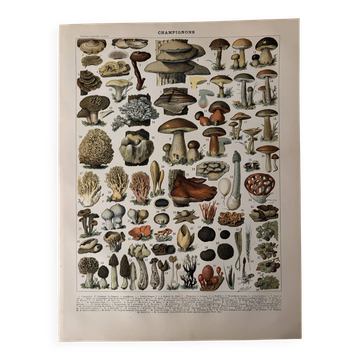 Lithographie sur les champignons (Lenzite flasque) - 1900