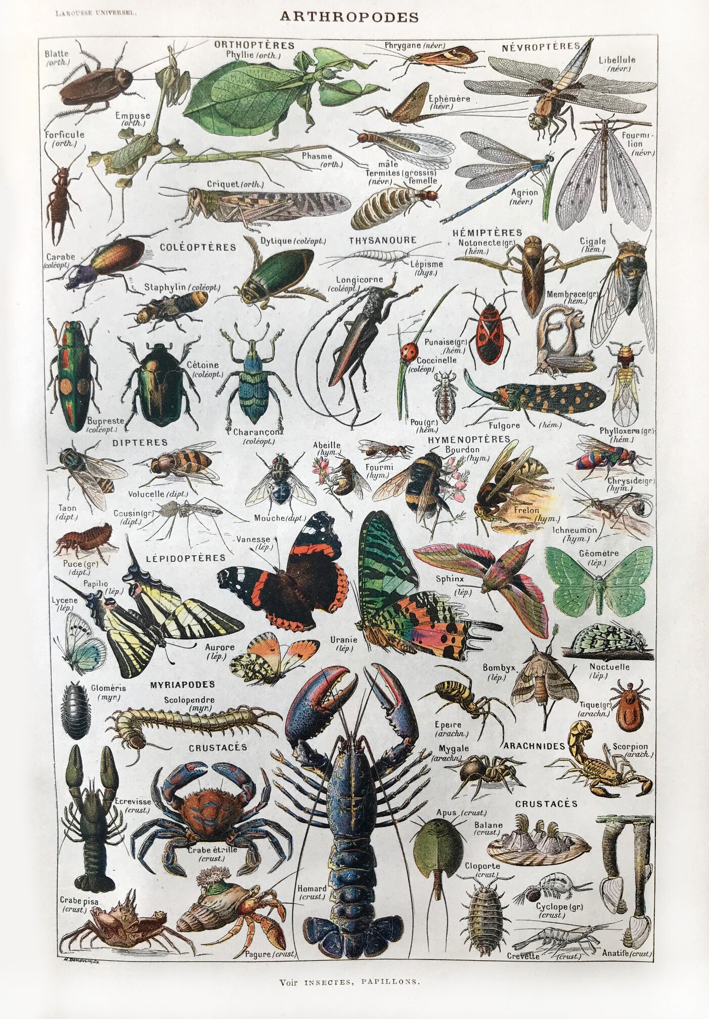 Ancient Arthropod board