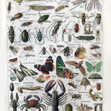 Ancient Arthropod board