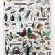 Ancient Arthropod board