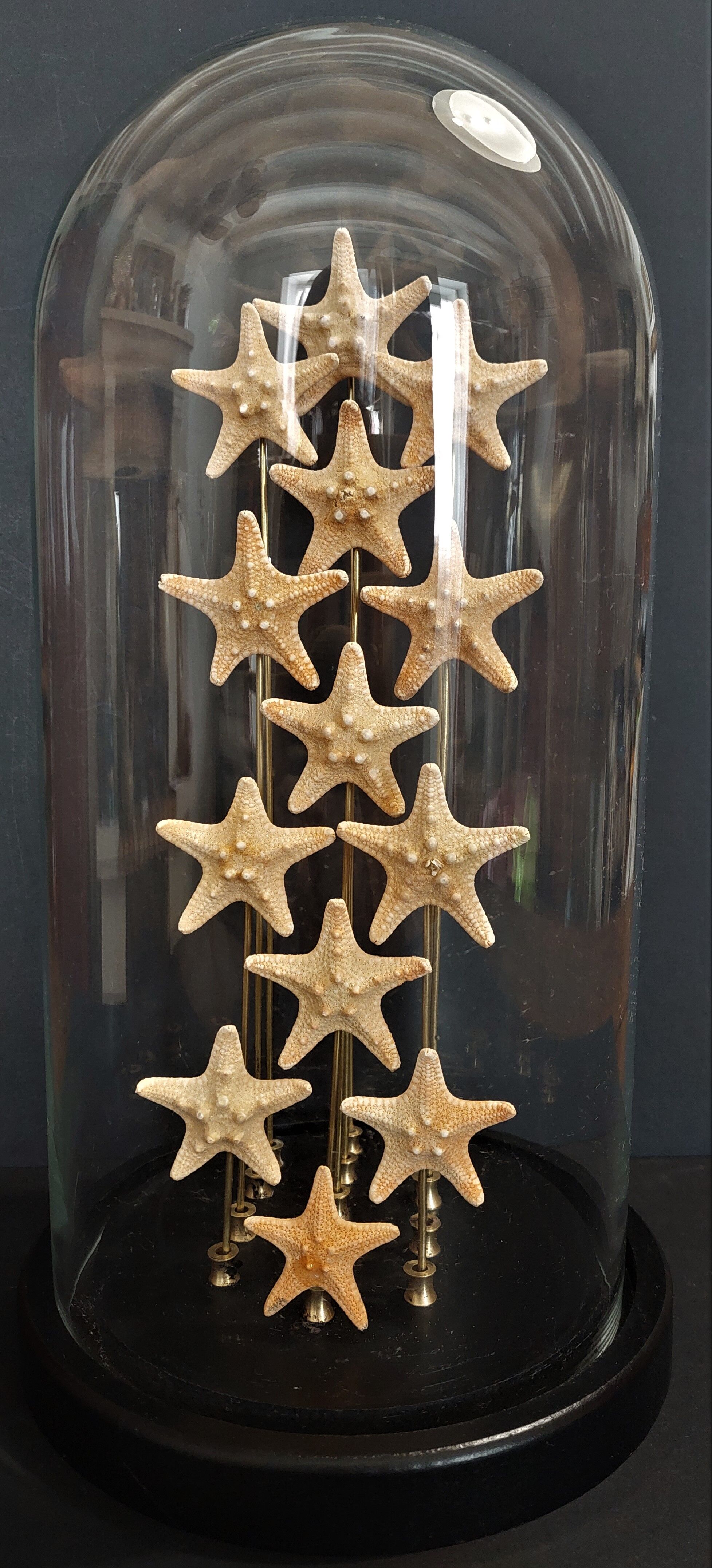 Cabinet of curiosities starfish globe protoreaster nodosus