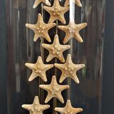 Cabinet of curiosities starfish globe protoreaster nodosus