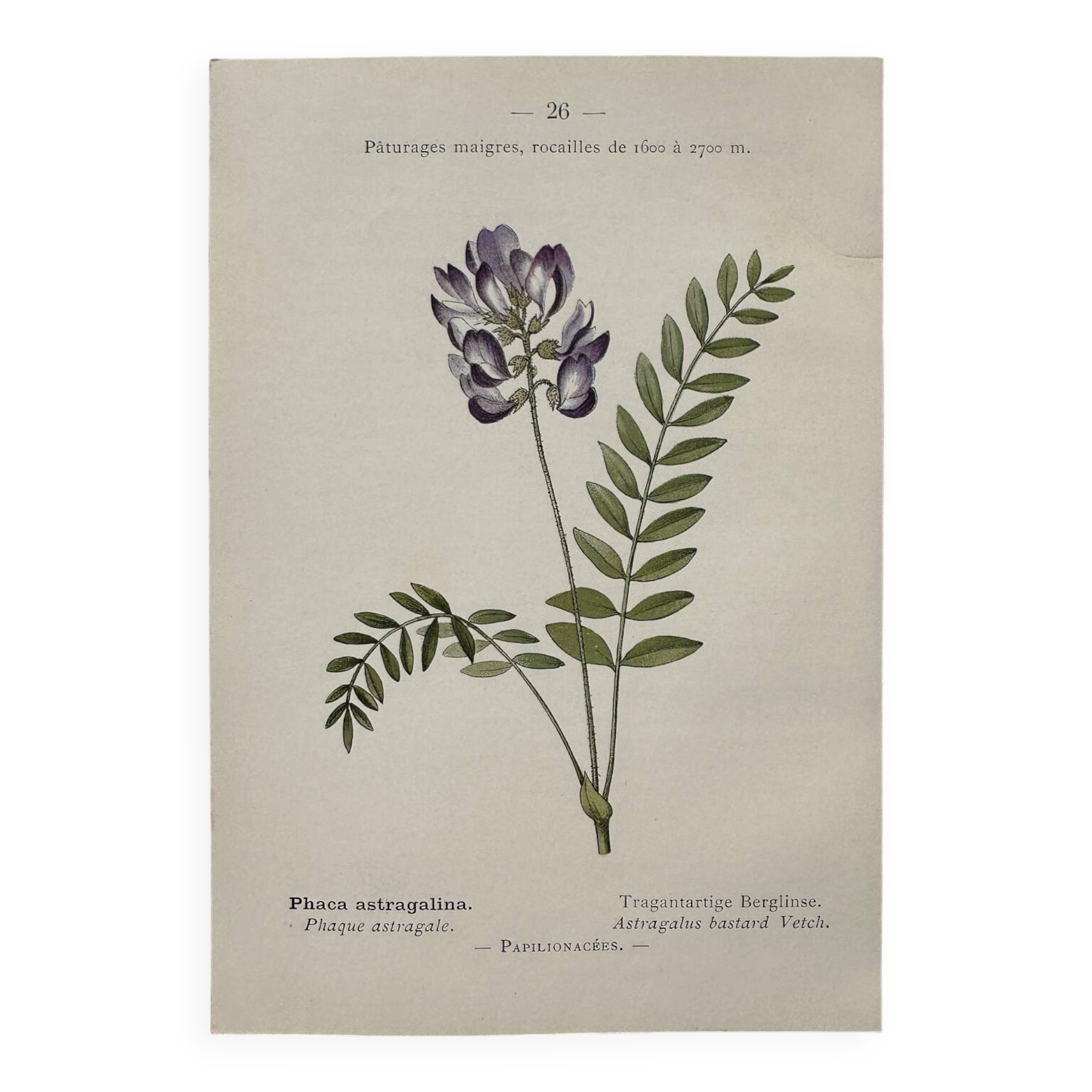 Botanical Plate 1800 Old naturalist engraving 19th century double-sided
