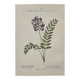 Botanical Plate 1800 Old naturalist engraving 19th century double-sided