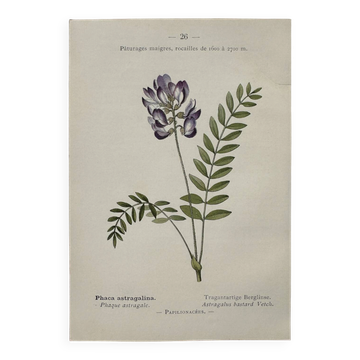 Botanical Plate 1800 Old naturalist engraving 19th century double-sided