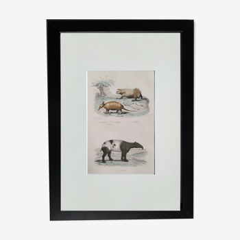 Original Zoological Board " Nine-banded armadillo, Unau,... " - Buffon 1840