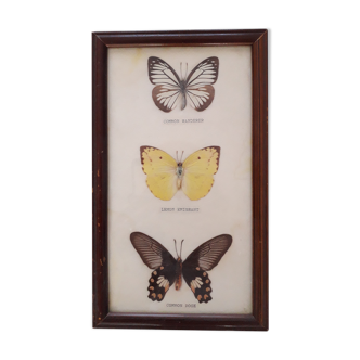 Butterfly frame