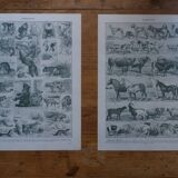 Original mammalian lithographs