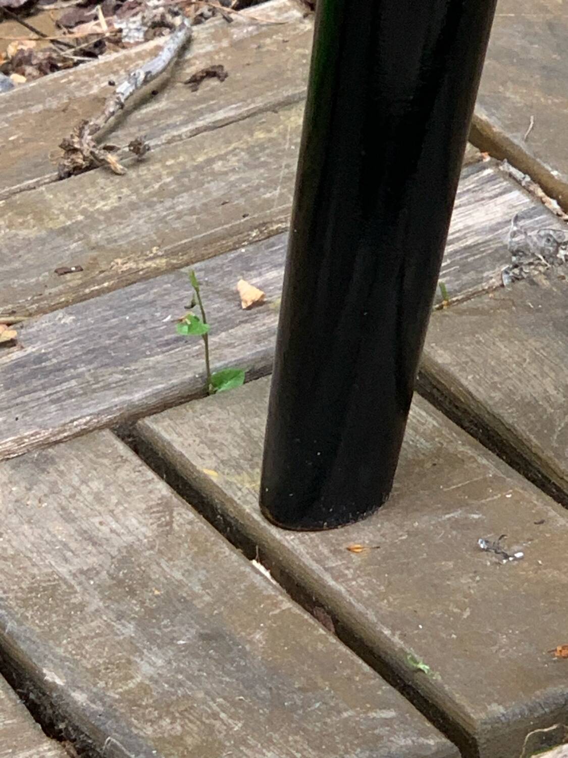 Pair of Scandinavian chairs 1950
