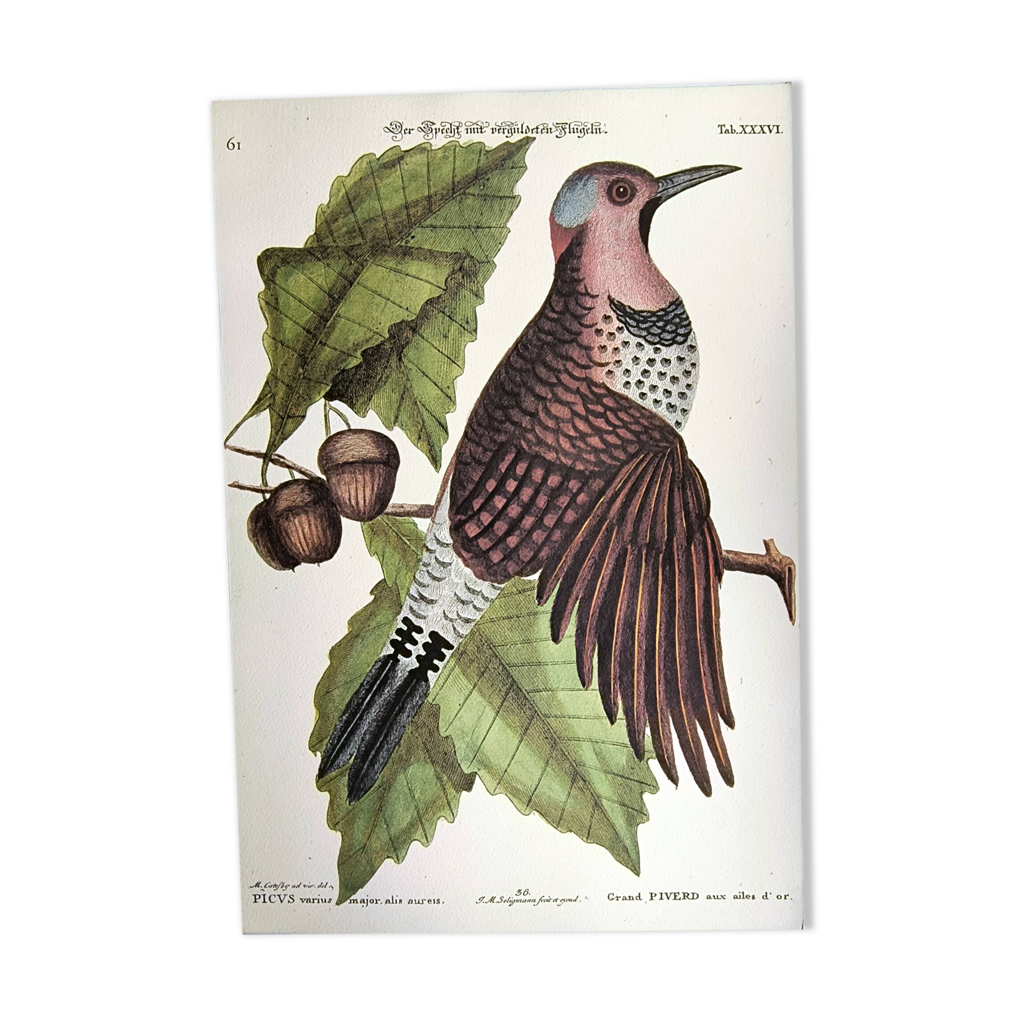 Antique bird engraving - Great Woodpecker - Zoological plate by Seligmann
