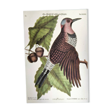 Antique bird engraving - Great Woodpecker - Zoological plate by Seligmann