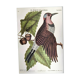 Antique bird engraving - Great Woodpecker - Zoological plate by Seligmann