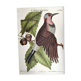 Antique bird engraving - Great Woodpecker - Zoological plate by Seligmann