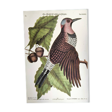Gravure ancienne oiseau -Grand Piverd- Planche zoologique de Seligmann