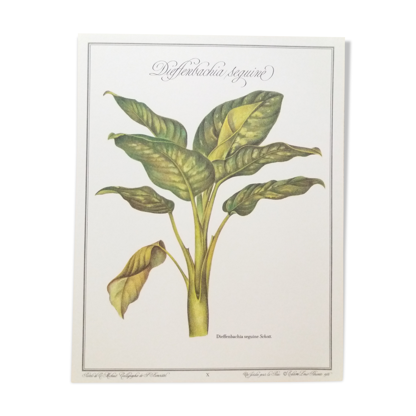 Dieffenbachia Seguine botanical board