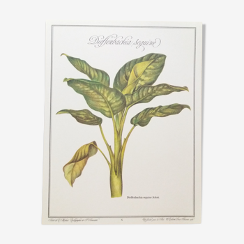 Dieffenbachia Seguine botanical board
