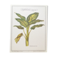Dieffenbachia Seguine botanical board