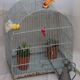 Ancienne cage à oiseaux