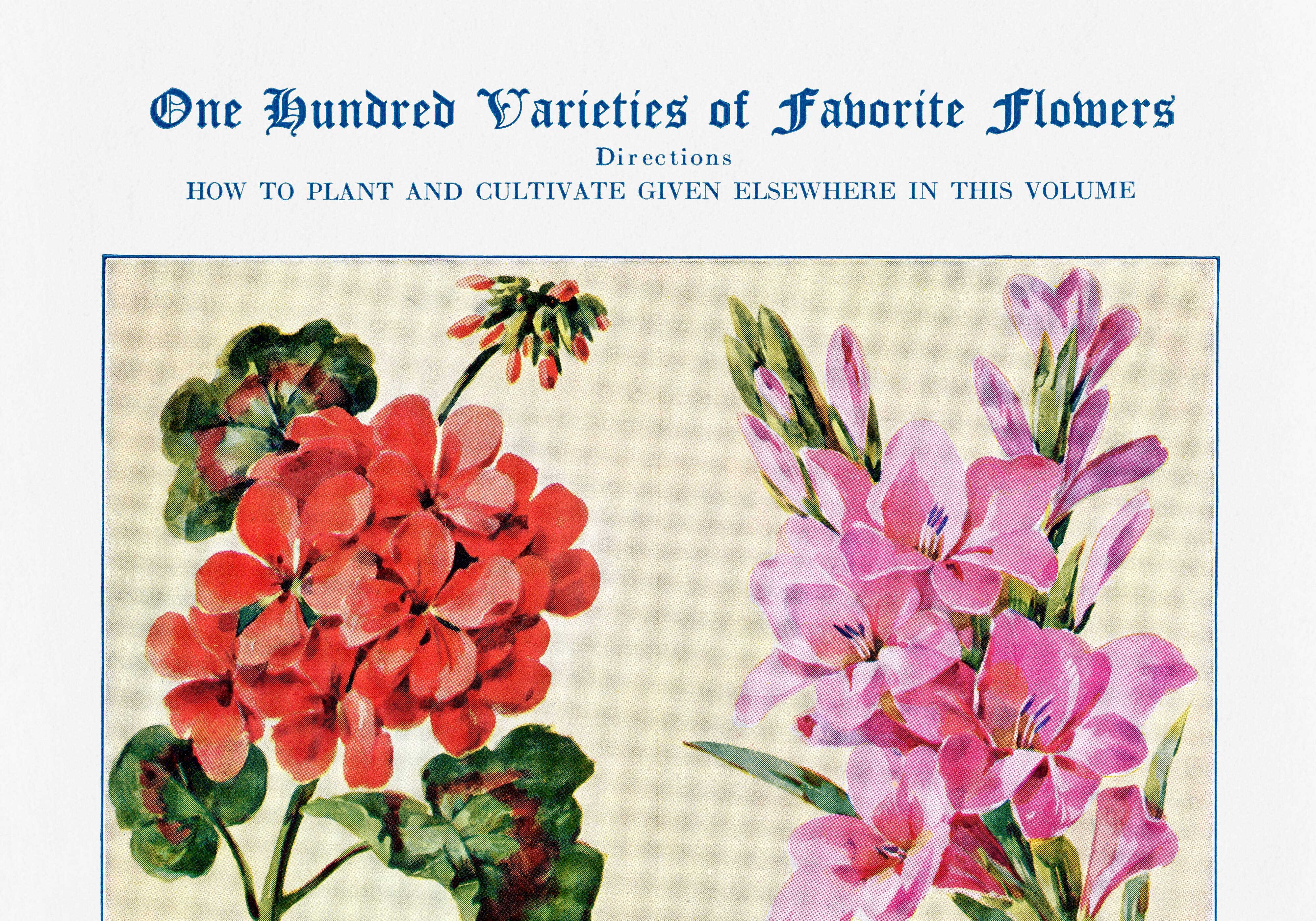 Poster about geraniums, gladioli, godetia, and gypsophila